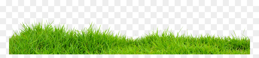 Greengrass Png, Transparent Png - grass png