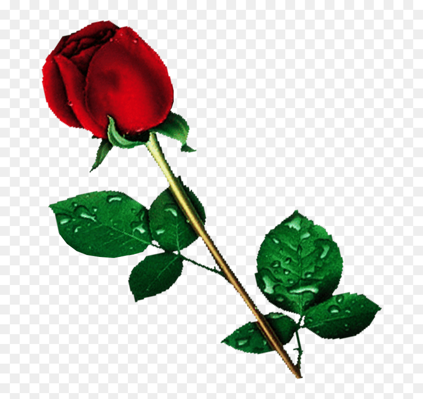 Png Transparent Background Flower, Png Download - rose png