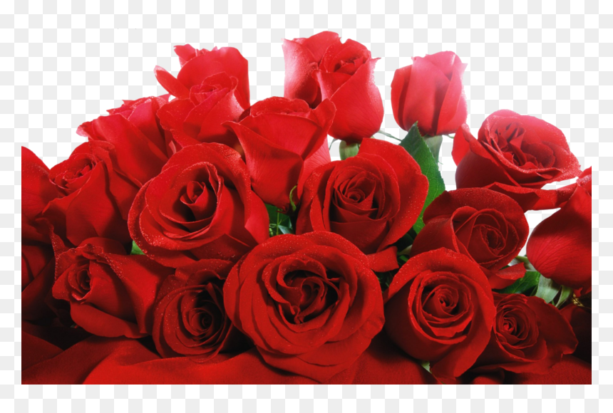 Callaway Gardens, HD Png Download - rose png
