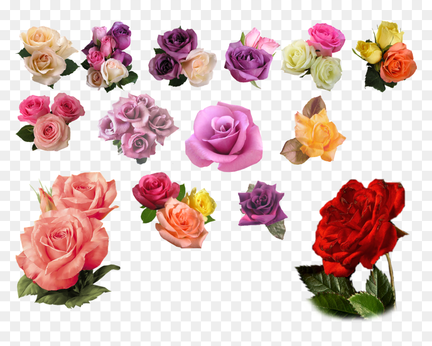 Rose Png, Transparent Png - rose png