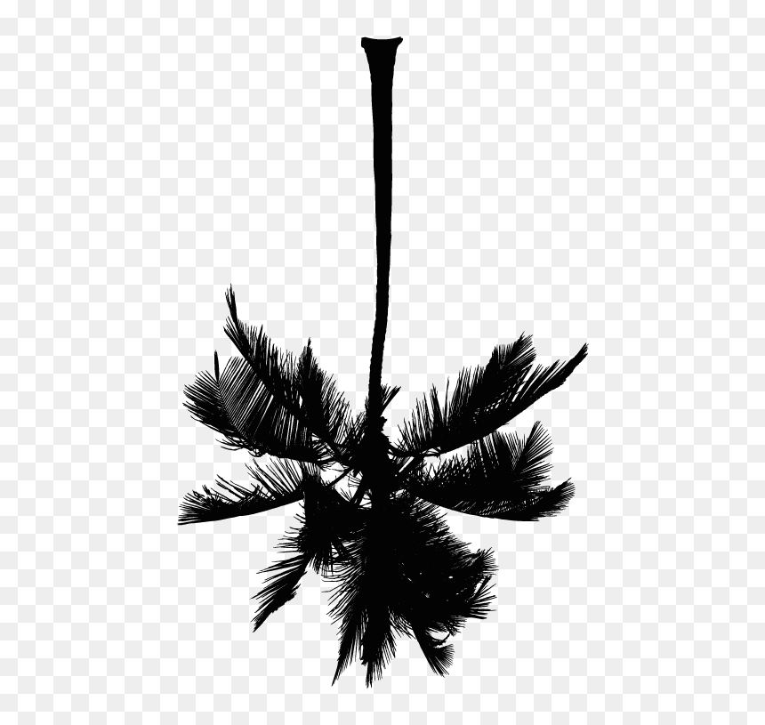 Roystonea, HD Png Download - palm tree png