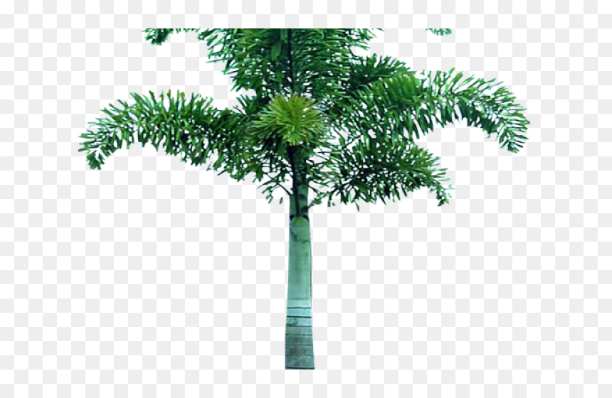 Tree Images In Png Format, Transparent Png - palm tree png