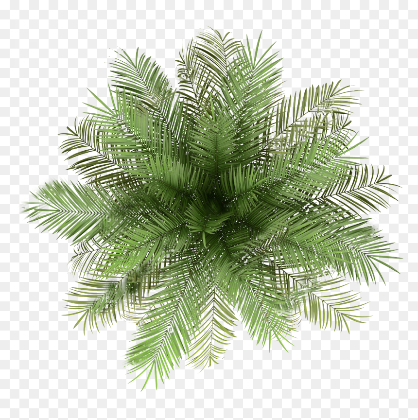 Palm Tree Png, Transparent Png - palm tree png