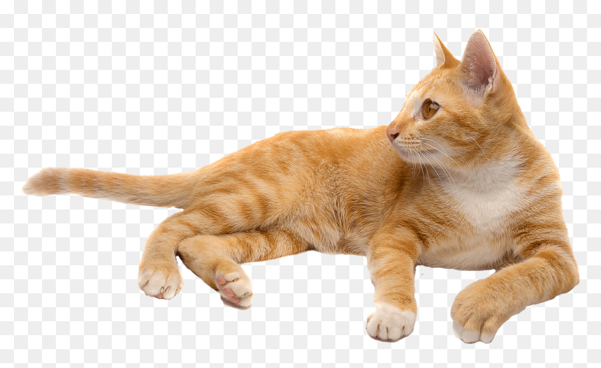 Cat Png, Transparent Png - cat png