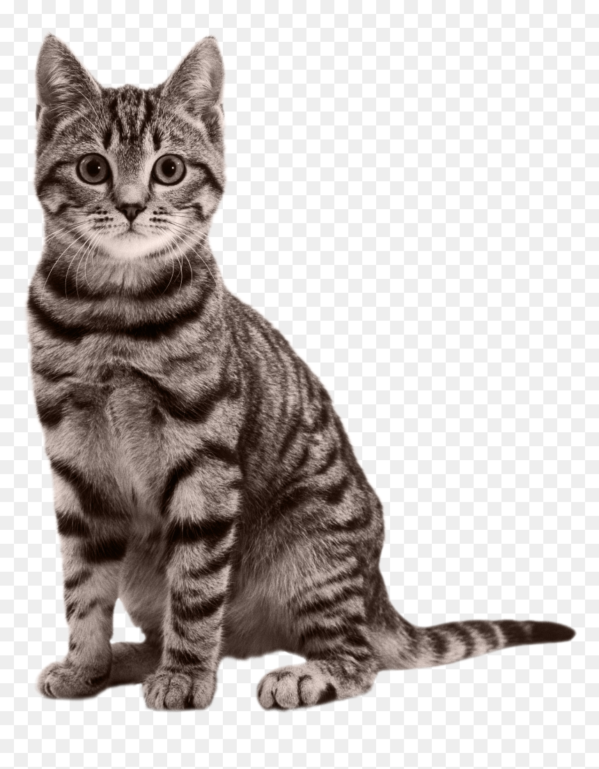 Transparent Cat Png, Png Download - cat png