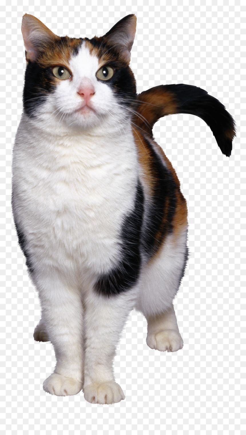 Cat Transparent, HD Png Download - cat png