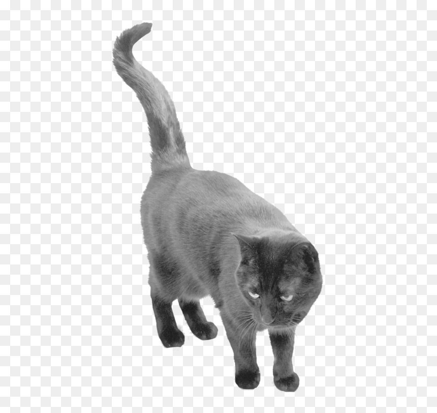 Black Cat Transparent Background, HD Png Download - cat png