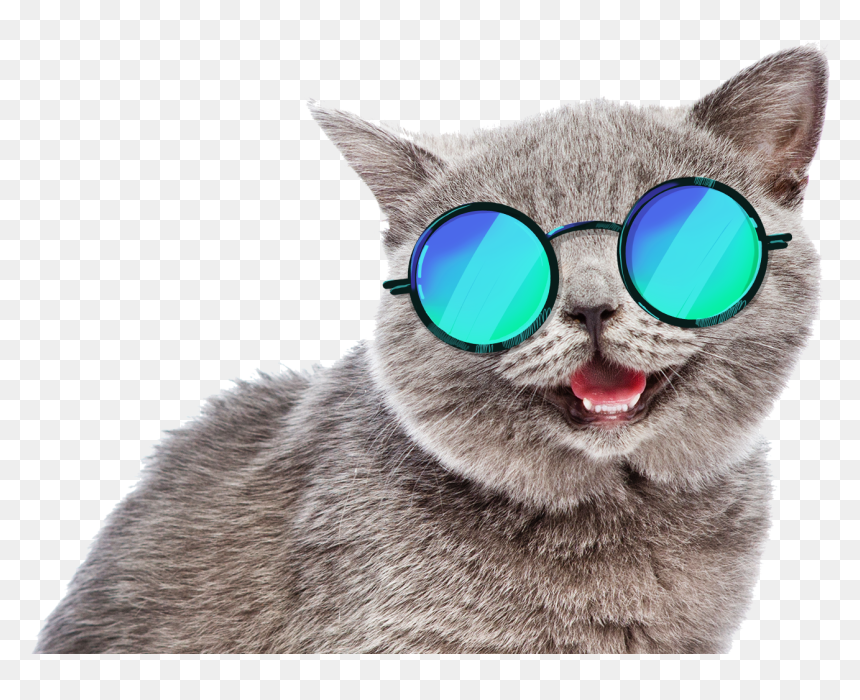 Transparent Cute Cats Png, Png Download - cat png