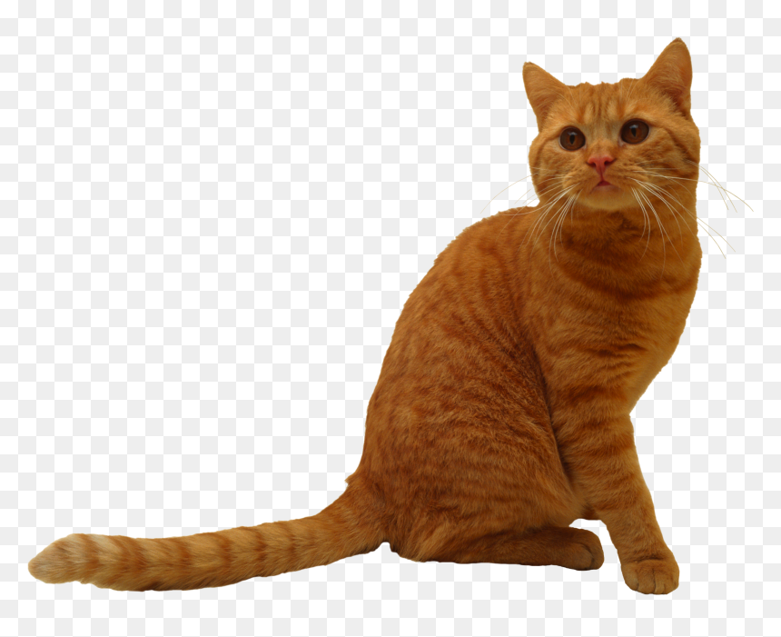 Cat Png, Transparent Png - cat png