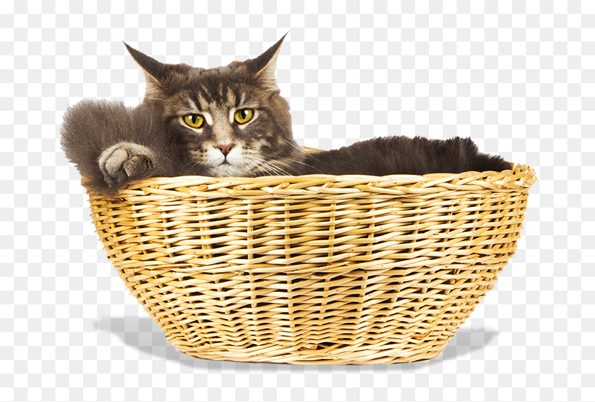 Asian, HD Png Download - cat png