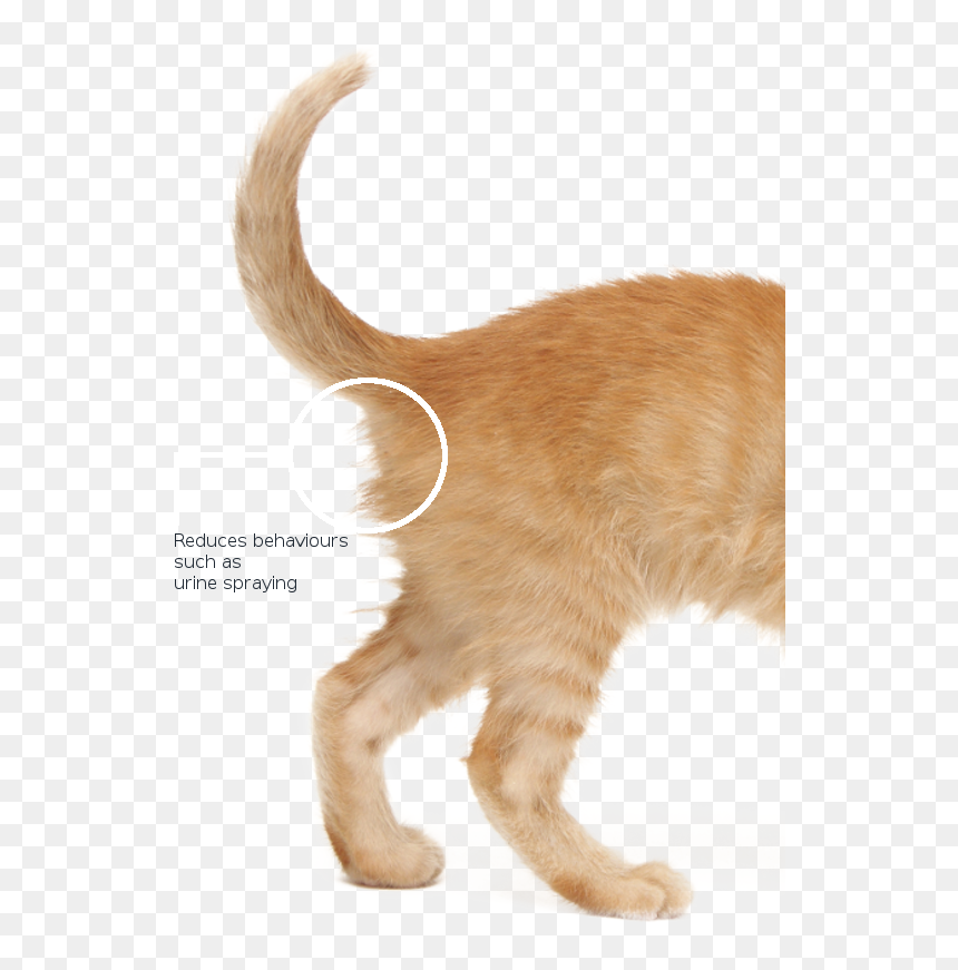 Domestic Short-haired Cat, HD Png Download - cat png