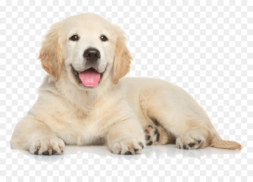 Golden Retriever Puppy Png, Transparent Png - dog png