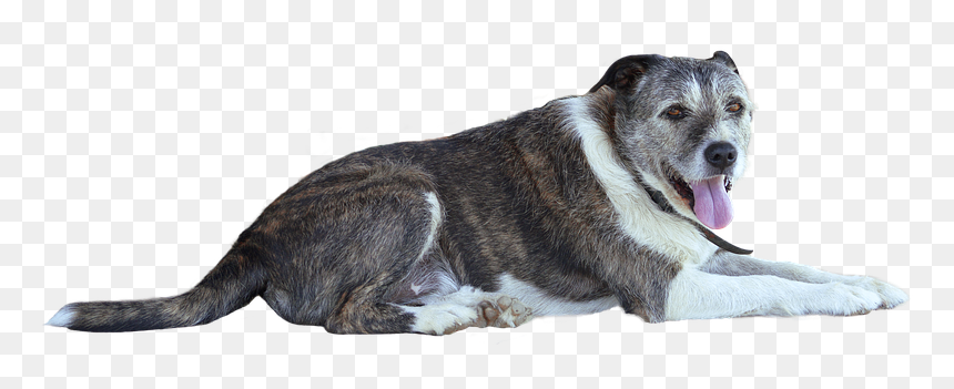 Dog, HD Png Download - dog png