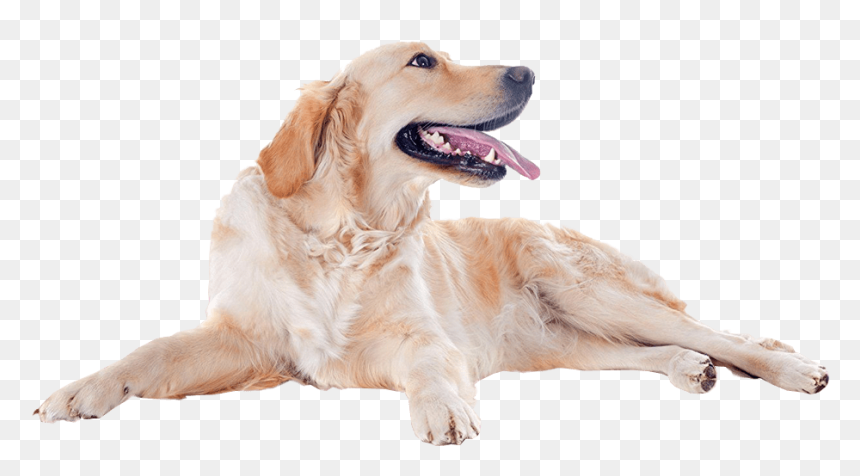 Furhaven, HD Png Download - dog png