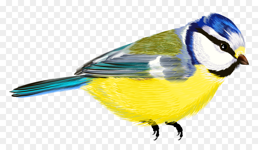 Transparent Images Of Birds, HD Png Download - png images
