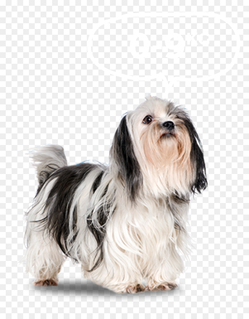 Гипоаллергенные Породы Гипоаллергенная Собака, HD Png Download - dog png