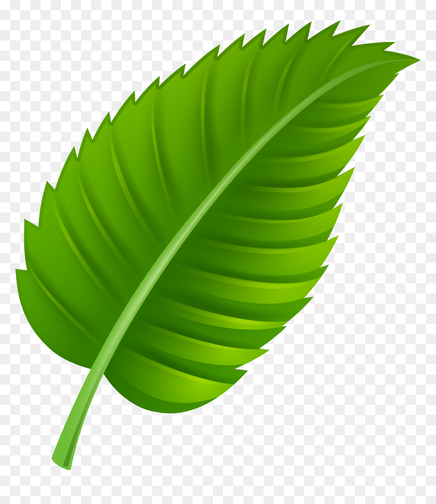 Leaf Png, Transparent Png - leaf png