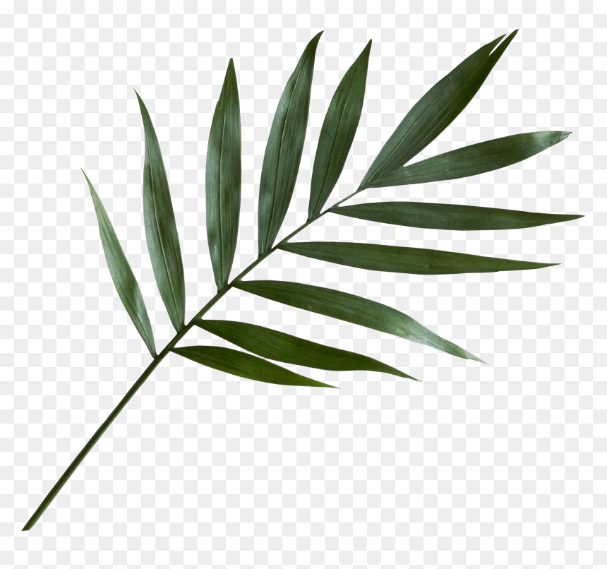 Skin, HD Png Download - leaf png