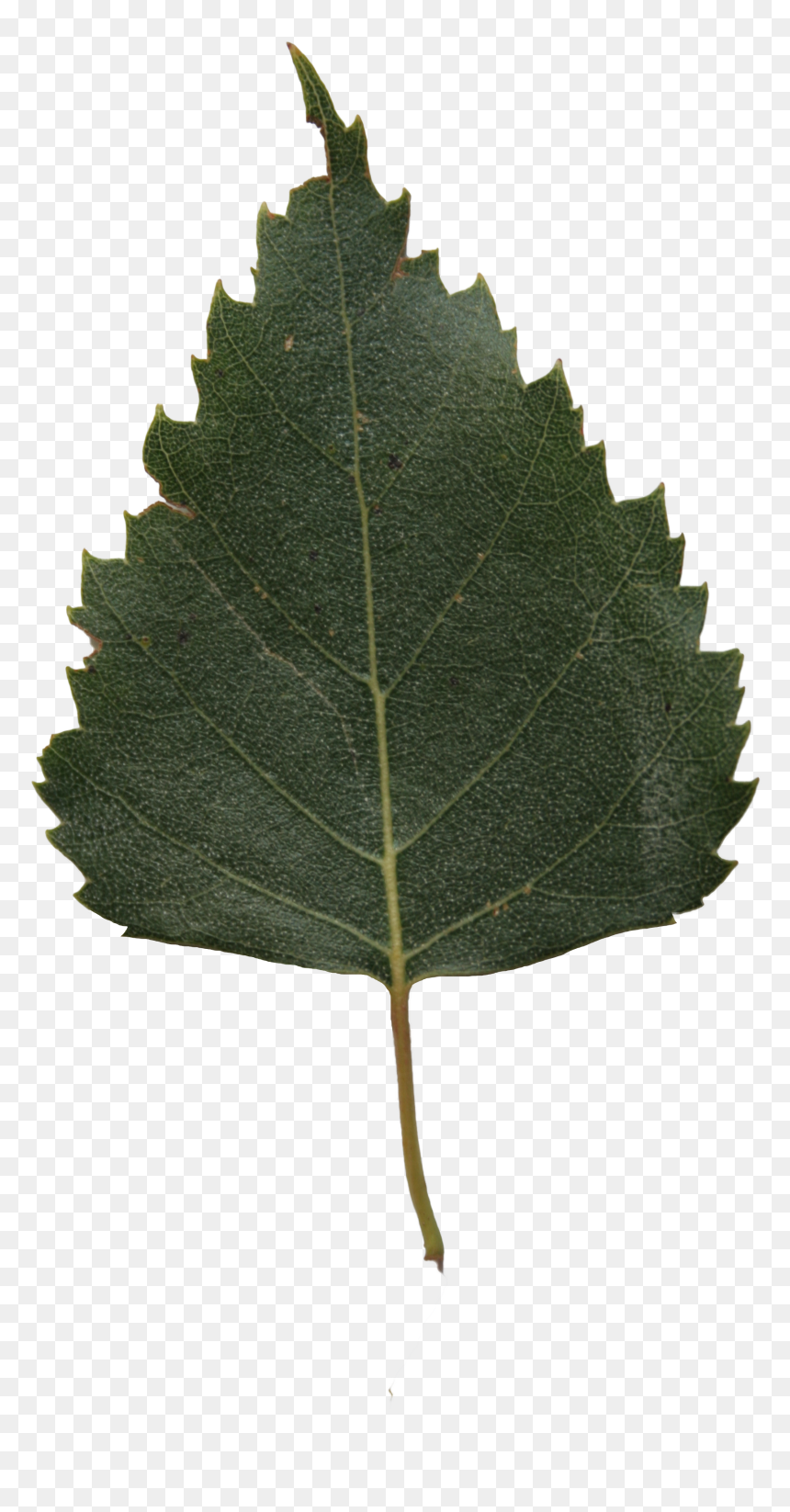 Leaf Png, Transparent Png - leaf png