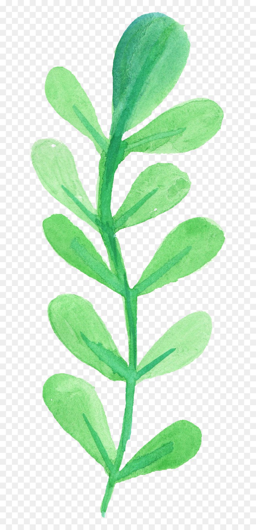 Watercolor Leaves Transparent Png, Png Download - leaf png