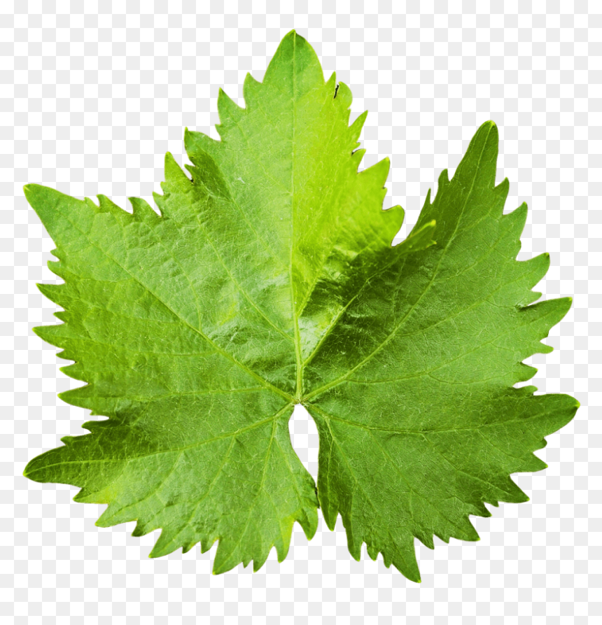 Clip Art Grape Leaves, HD Png Download - leaf png