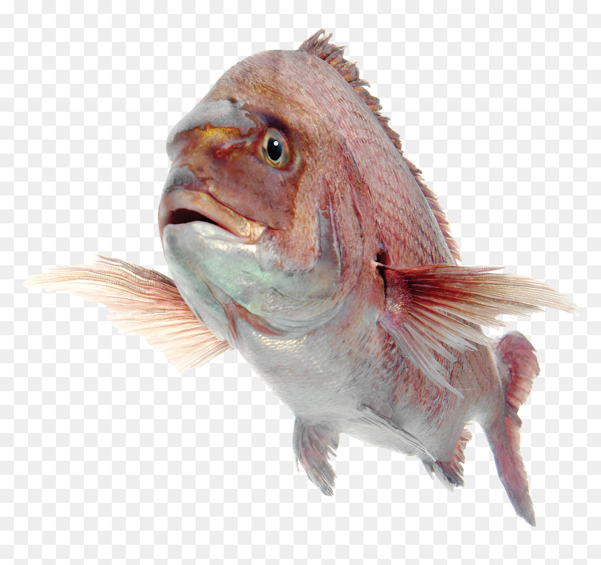 Fish Png, Transparent Png - fish png