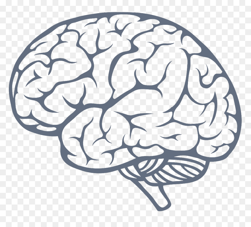 Brain Png, Transparent Png - brain png