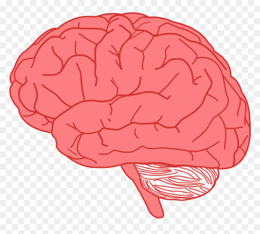 Brain Png, Transparent Png - brain png