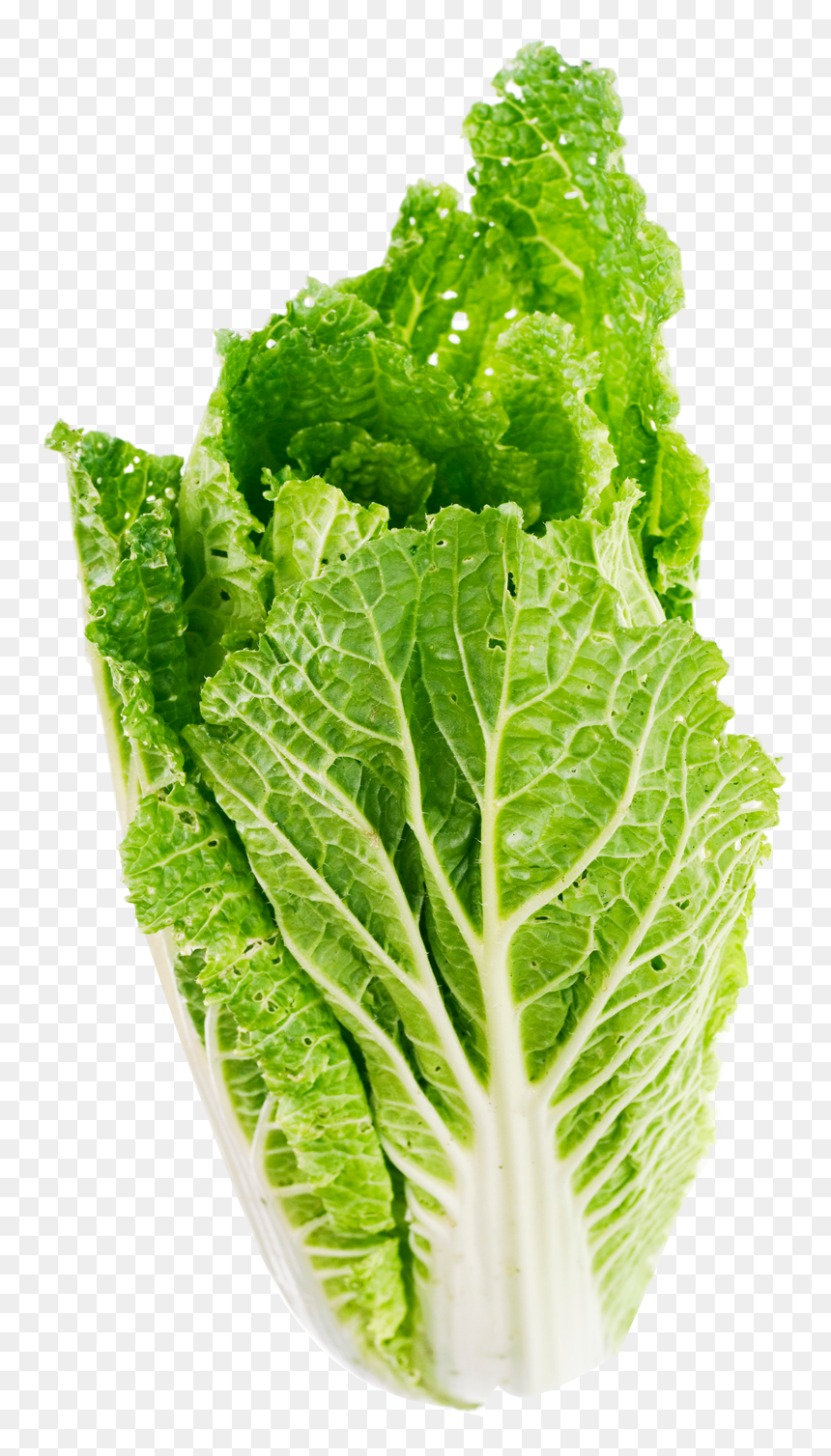 Lettuce Png, Transparent Png - leaf png