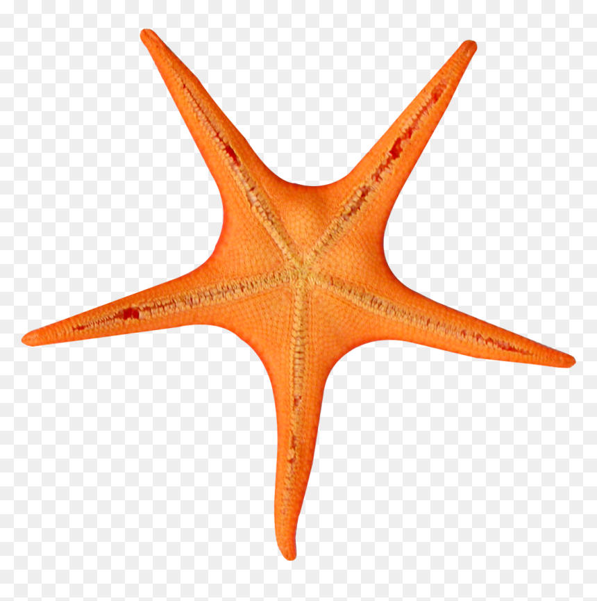 Portable Network Graphics, HD Png Download - fish png