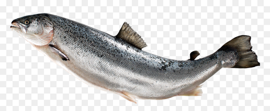 Atlantic Salmon Png, Transparent Png - fish png