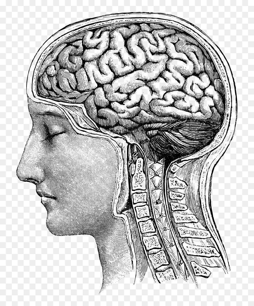 Brain Mental Illness Gif, HD Png Download - brain png