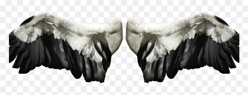 Black-and-white, HD Png Download - wings png