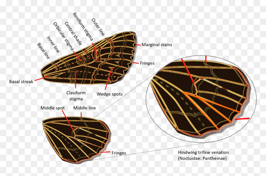 Geometridae Versus Noctuidae, HD Png Download - wings png