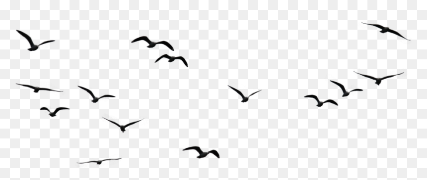 Birds In Sky Png, Transparent Png - bird png