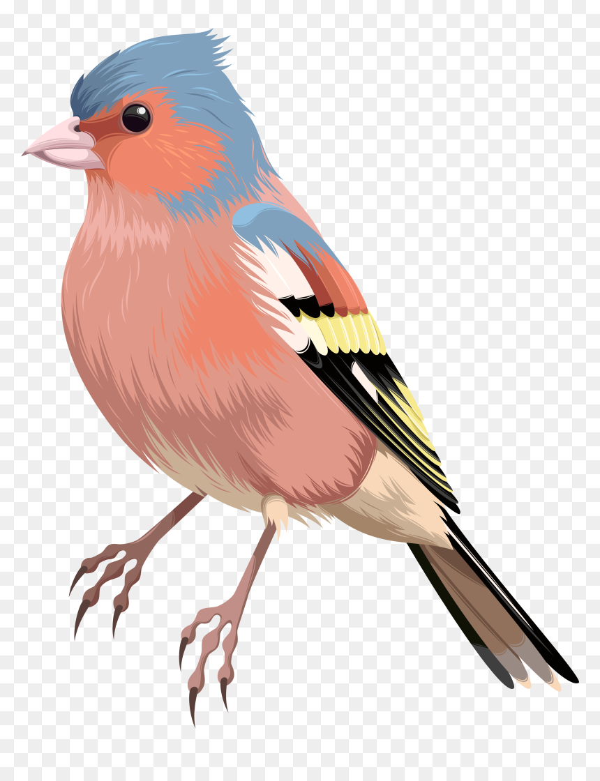 Bird Png, Transparent Png - bird png