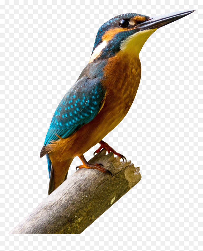 Kingfisher Bird Png, Transparent Png - bird png