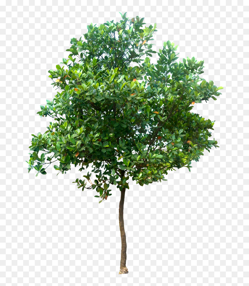 Tree Png, Transparent Png - trees png