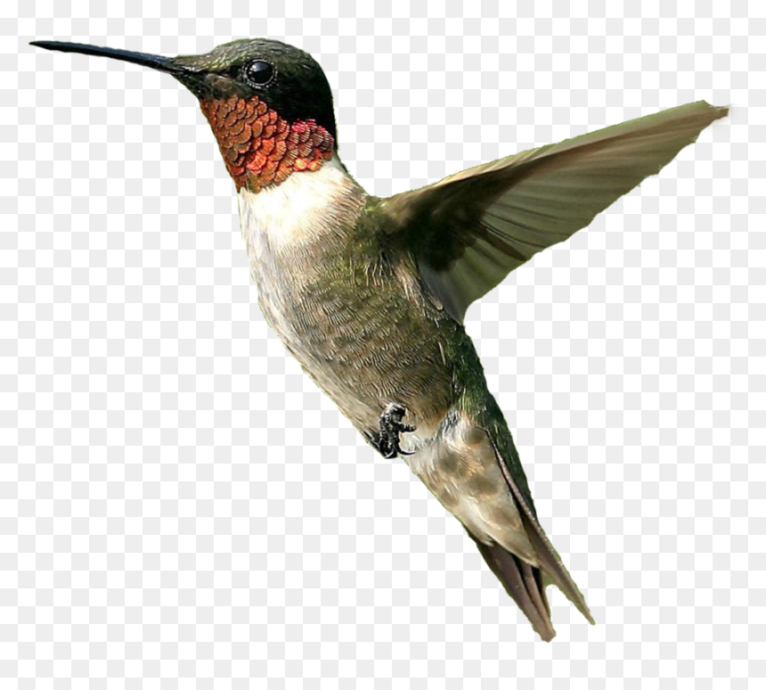 Ruby Throated Hummingbird Png, Transparent Png - bird png