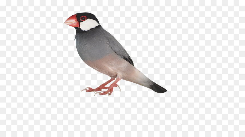 Bird, HD Png Download - bird png