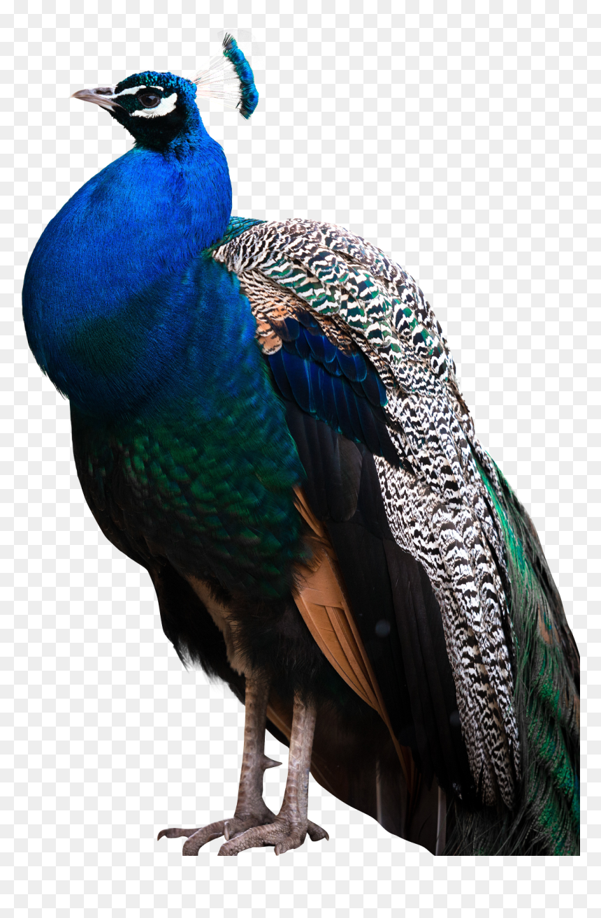 Png Peacock, Transparent Png - bird png
