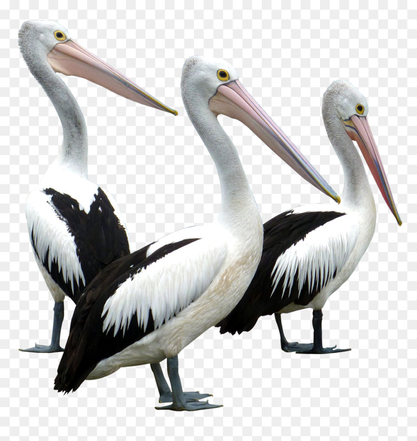 Pelican Png, Transparent Png - bird png