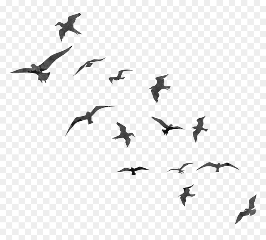 Transparent Flying Bird Silhouettes, HD Png Download - bird png