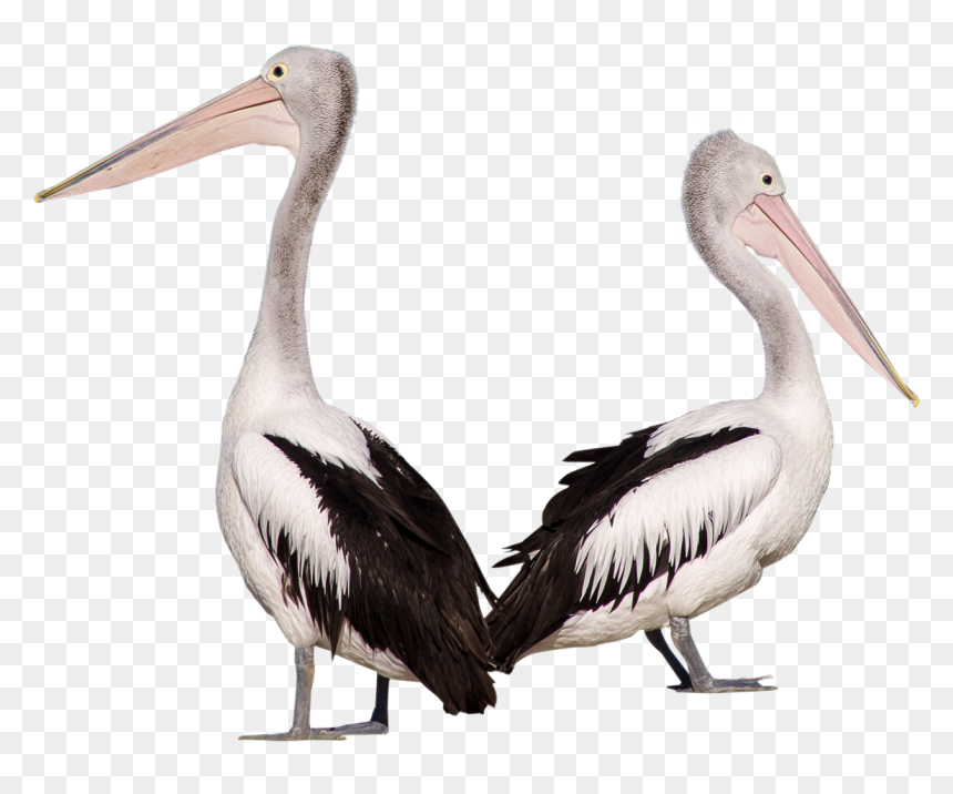 Пеликан Пнг, HD Png Download - bird png