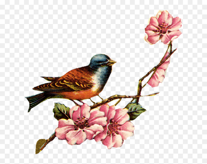 Vintage Birds And Flowers, HD Png Download - bird png