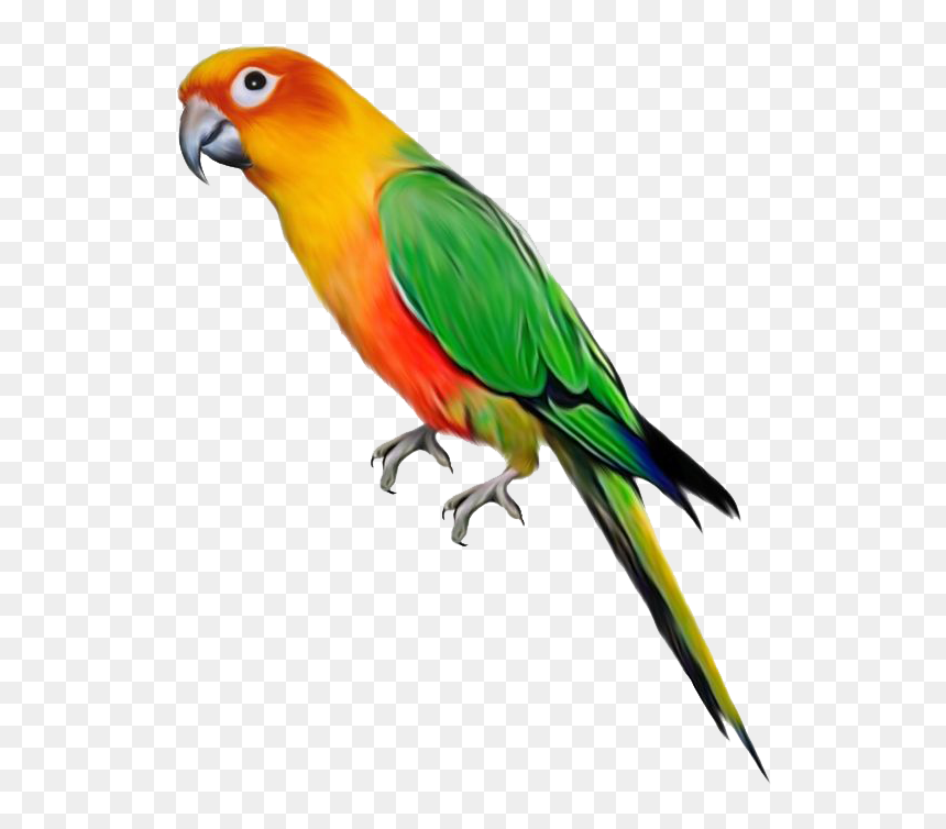 Parrot Png, Transparent Png - bird png