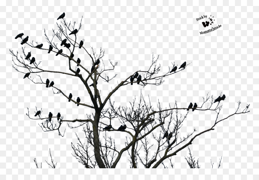 Good Evening Happy Sunday, HD Png Download - bird png