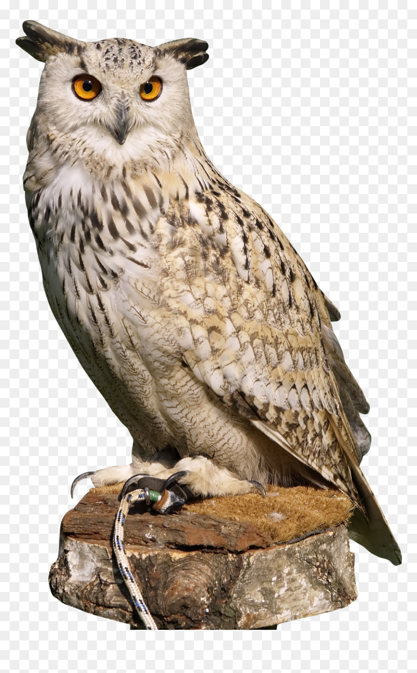 Owl Png, Transparent Png - bird png