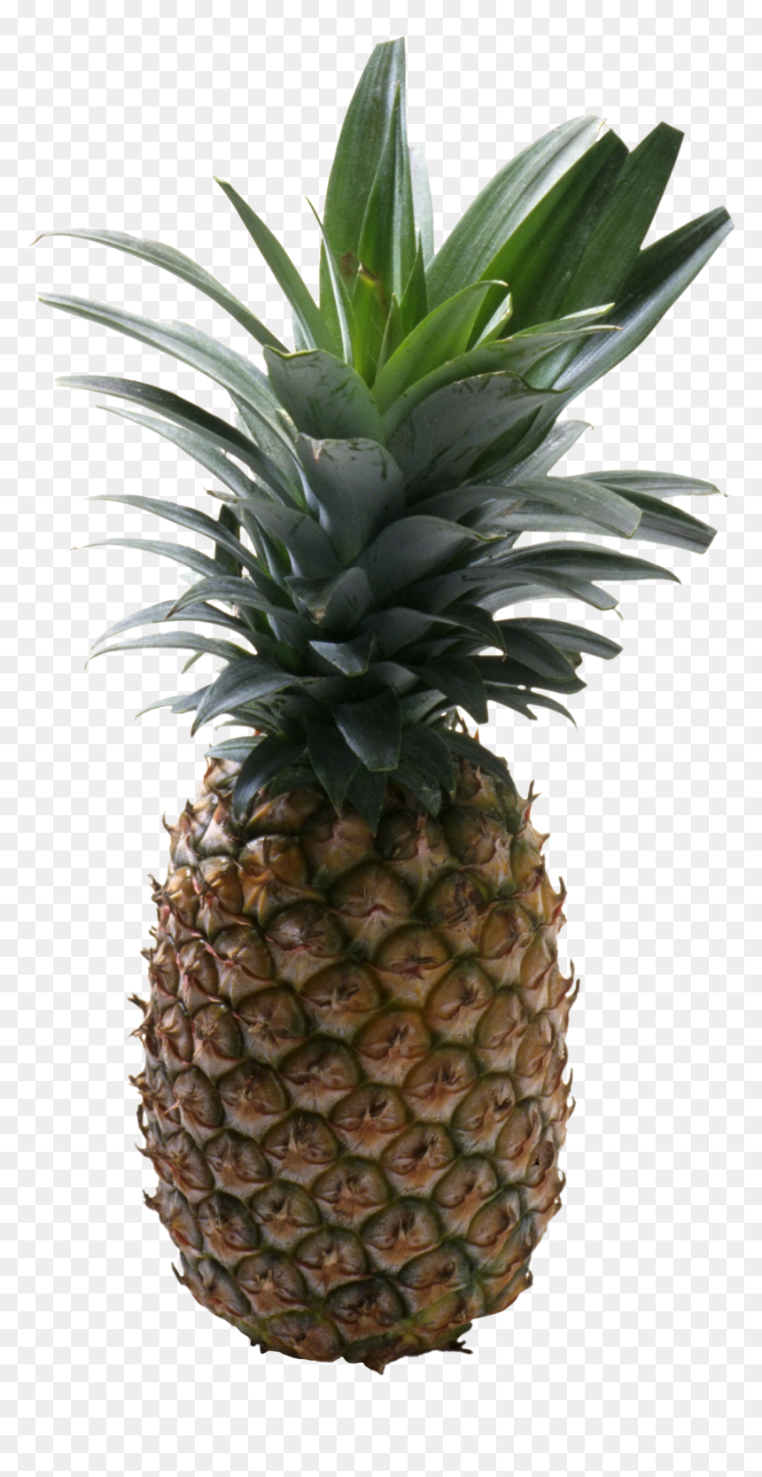 Pineapple Picture Without Background, HD Png Download - pineapple png