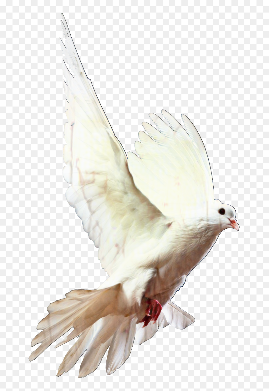 Birds Dove Png, Transparent Png - dove png